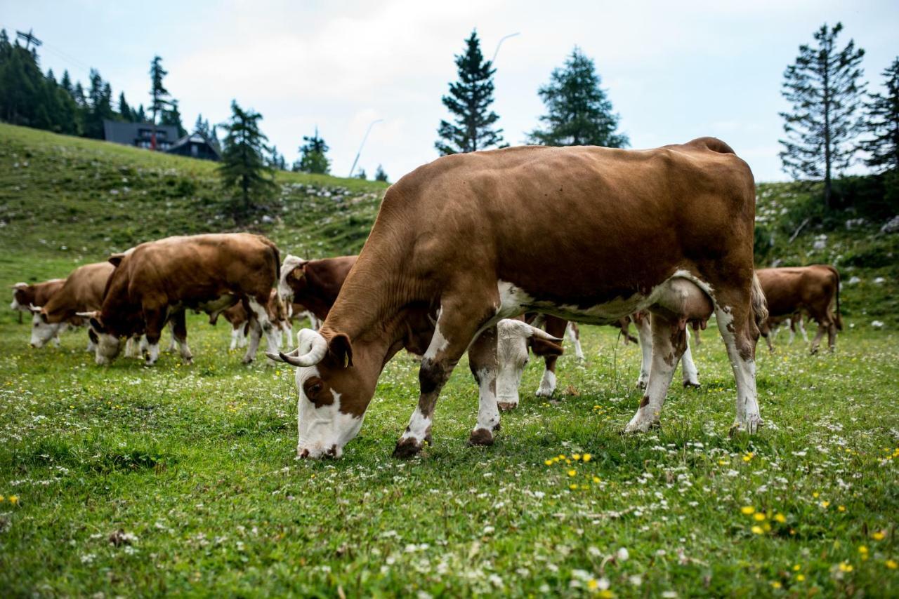 Tourist Farm Pr'Dovar Cerklje na Gorenjskem Exteriör bild